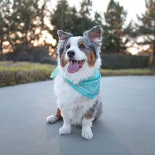Load image into Gallery viewer, You Never Walk Alone Scarf
